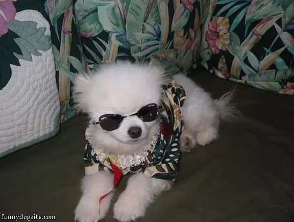 Dog Is So Cool