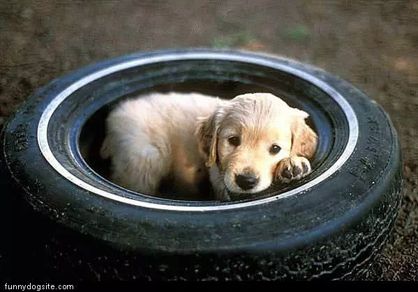 Tire Puppy