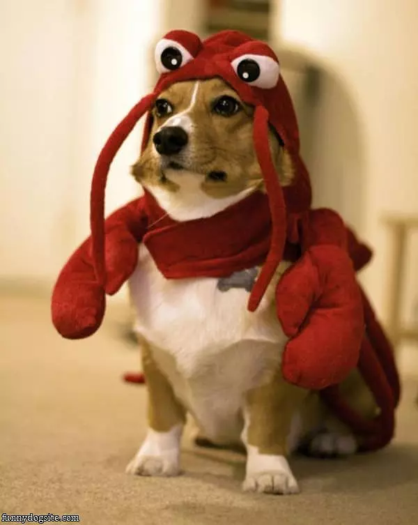 Lobster Dog Is Mad