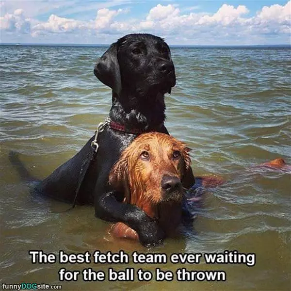 The Best Fetch Team