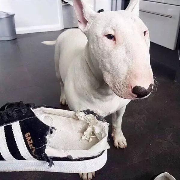 Shoes Are Delicious