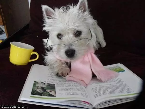 Study Dog