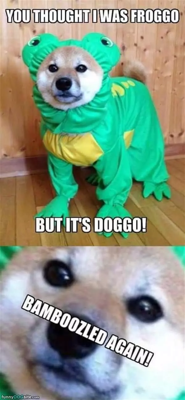 Not A Froggo But A Doggo