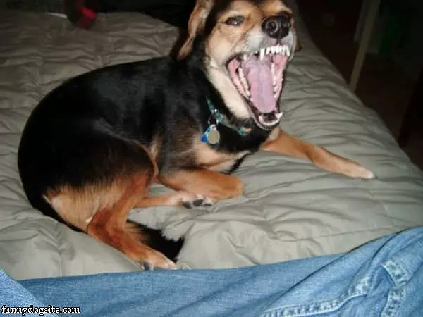 Huge Yawn