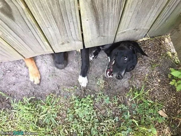 Under The Fence