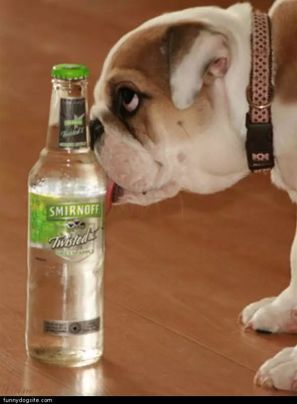 Alcoholic Dog
