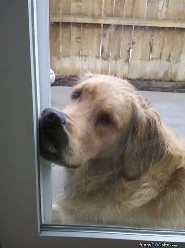 Hey Buddy Let Me In