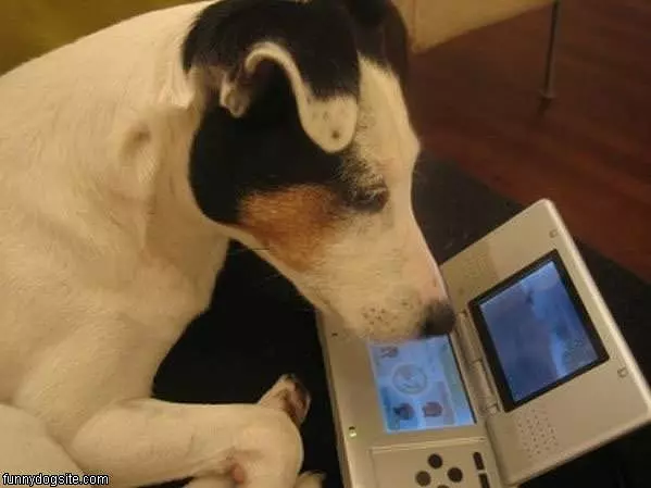 Gamer Dog