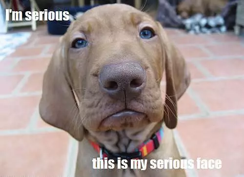Serious Dog