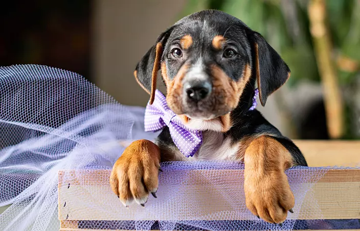 Black and Tan Coonhound puppy