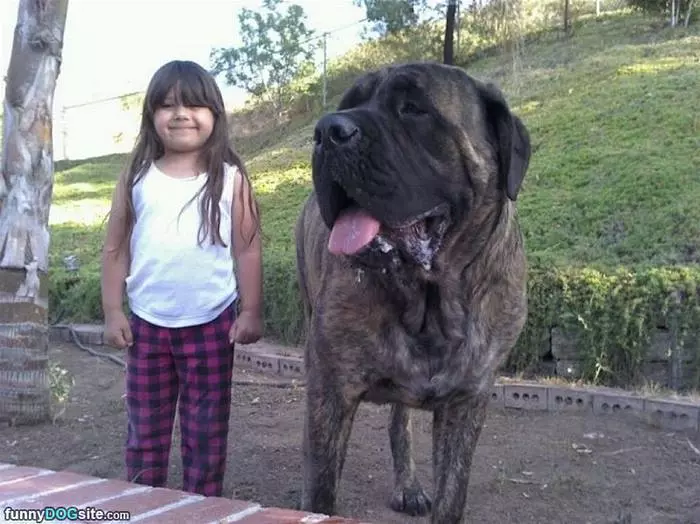 A Big Dog