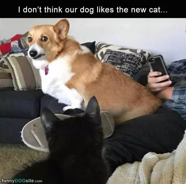 Do Not Like The New Cat