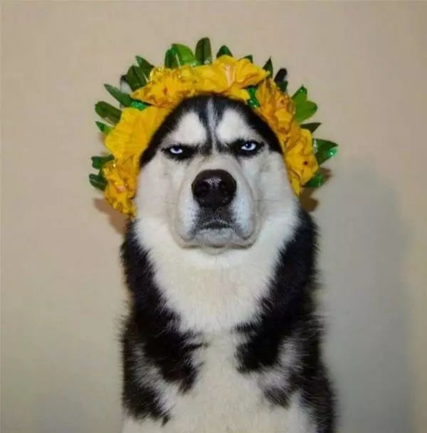 I Am A Sunflower