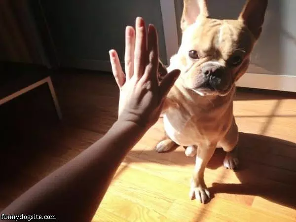 Will Give You High 5