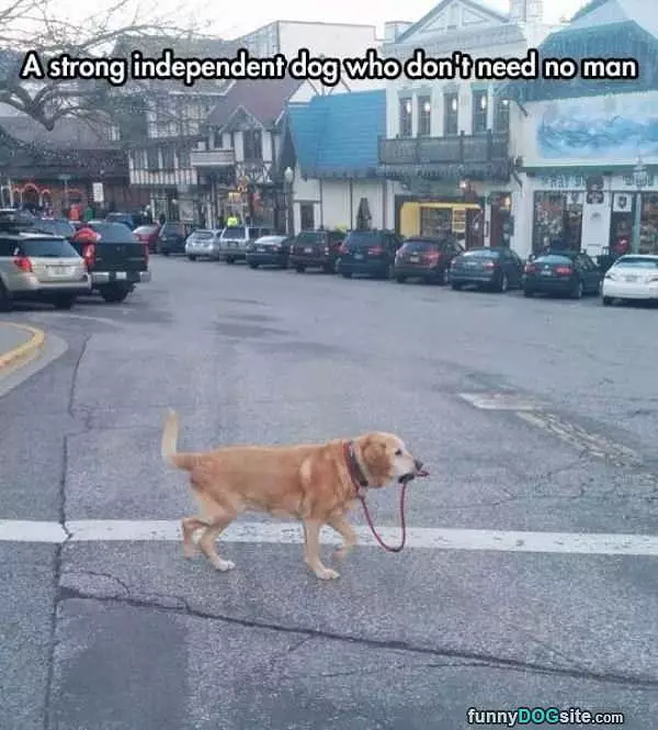 Strong Independant Dog