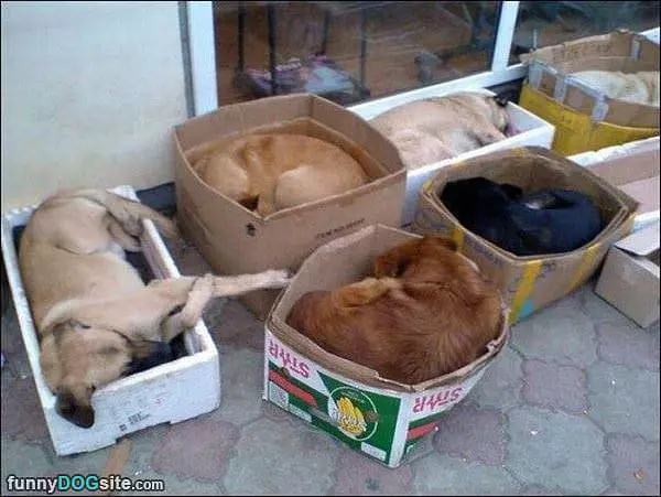 Boxes Of Cats