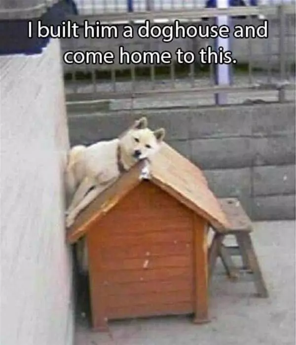 Built Him A Dog House