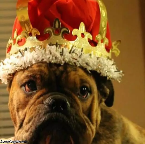 This Dog Is The King