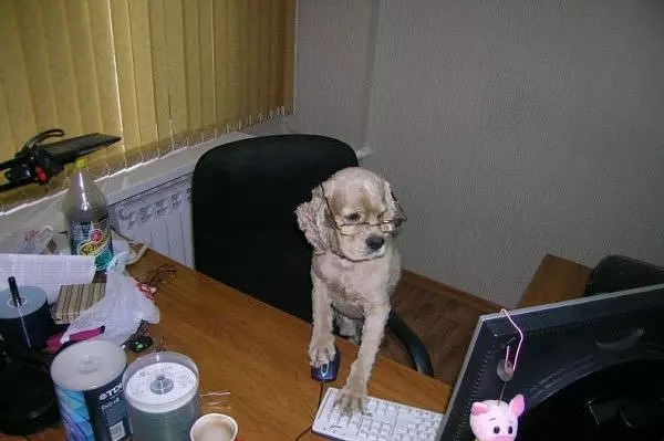 Computer Dog