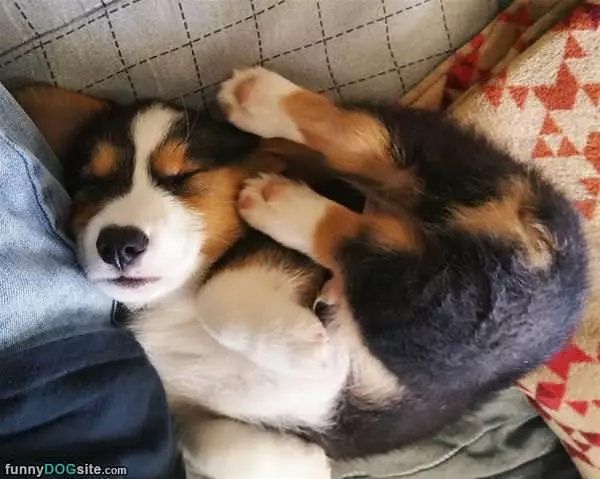 Taking A Cute Little Nap