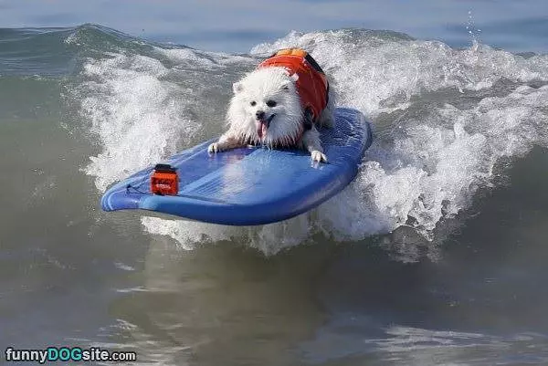 Doing Some Dog Surfing
