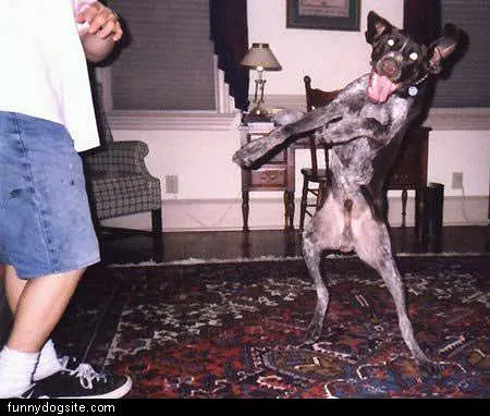Crazy Dancing Dog