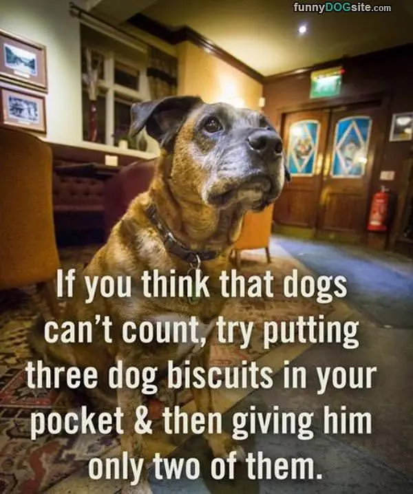 Dogs Can Count