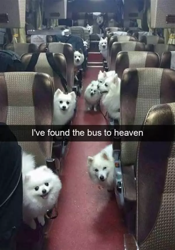 The Bus To Heaven