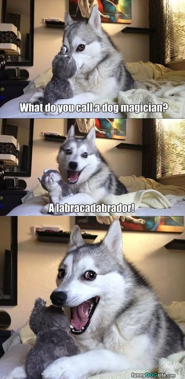 Dog Magician