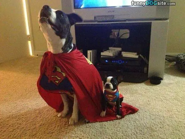Superdogs