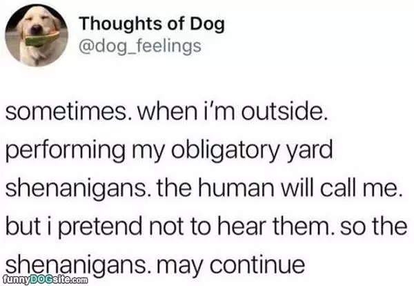 Dog Thoughts Of The Day