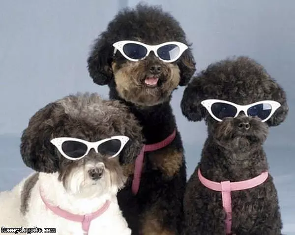 Sun Glasses For Cool Dogs