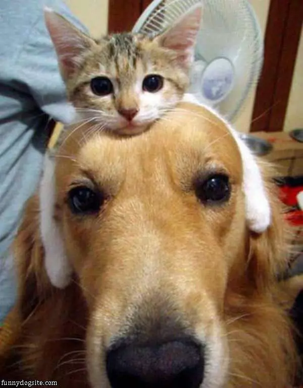 Doggy Hat
