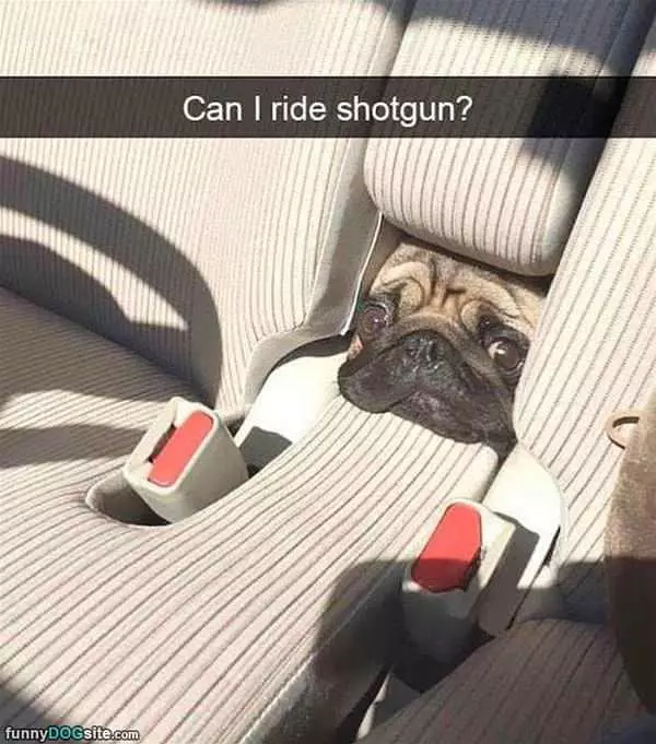 Can I Ride Shotgun