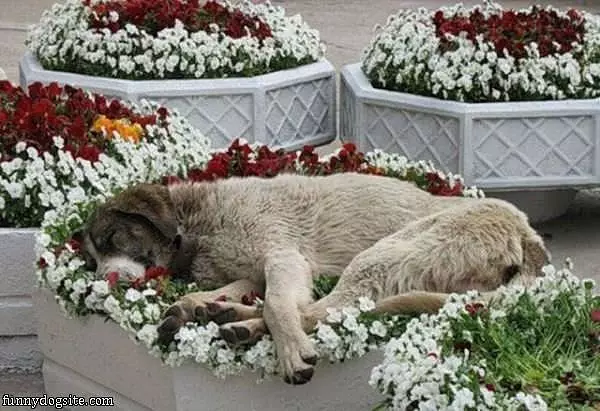 Flower Pot Dog