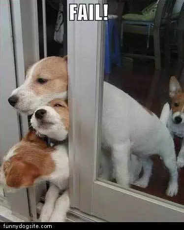 Dogs Trying To Get Out