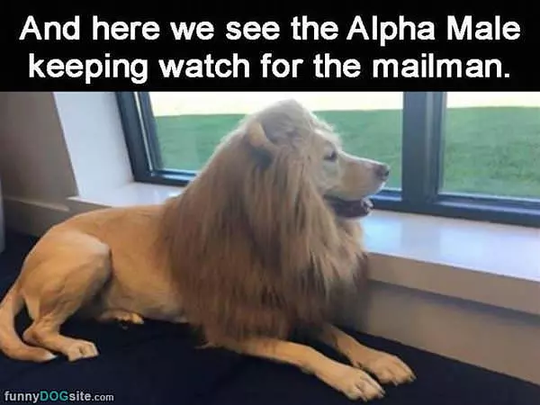 A Wild Lion