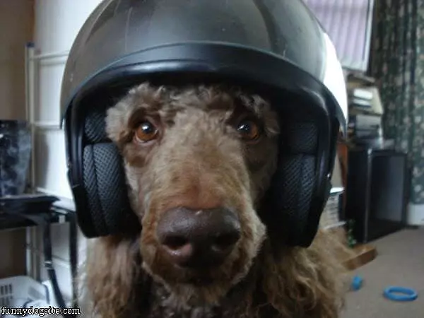 Helmet Dog