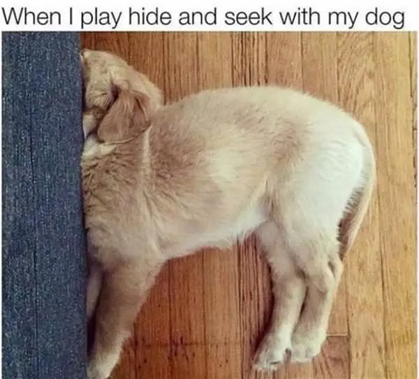 Playing Hide And Seek With My Dog