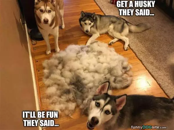 So Much Fur