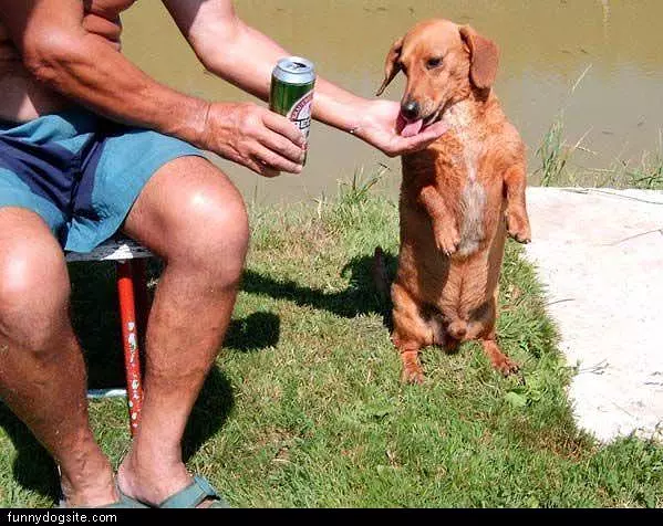 Beer Dog