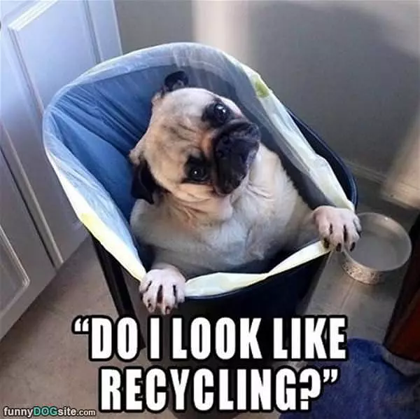 Do I Look Like Recycling