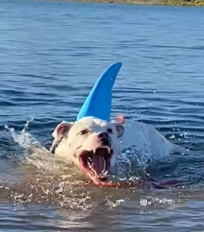 Shark I Saw Today