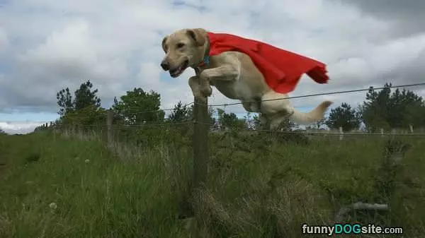 I Am Superdog
