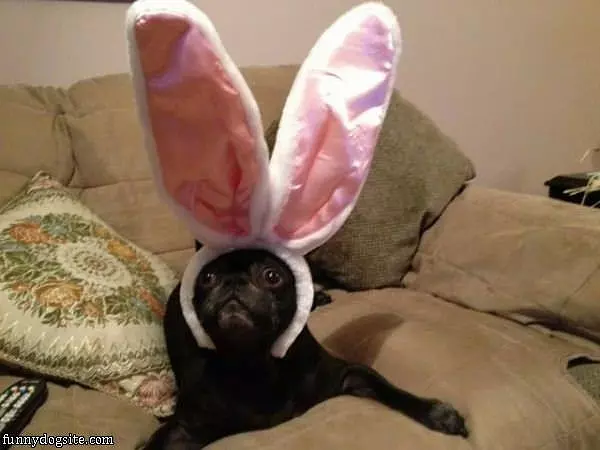 I Am A Bunny Now