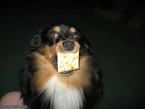 I Has A Cracker