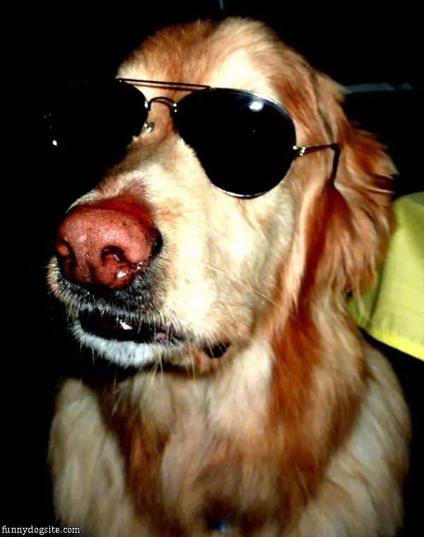 Cool Dog With Glasses
