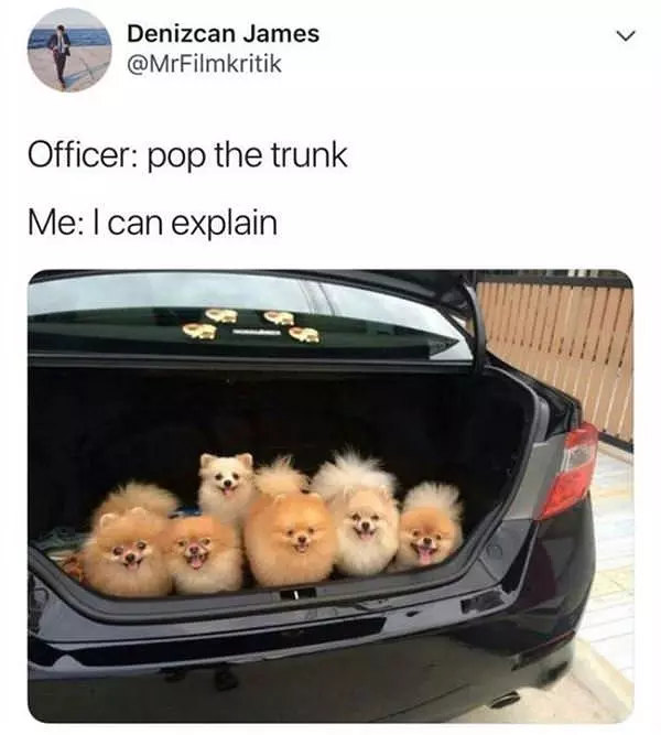 Opened The Trunk