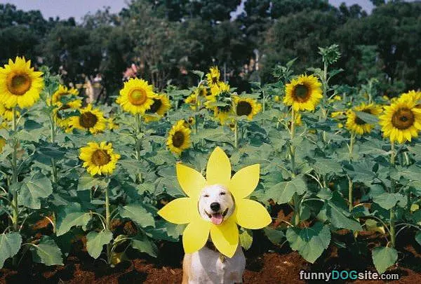 Im A Sunflower Lol