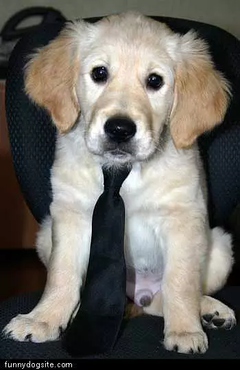 Business Puppy